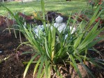 Floraison d'un carex (je ne savais pas qu'il y avait une floraison oups..