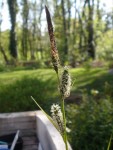 Carex elata aurea