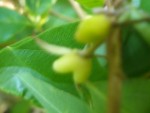 La photo est floue, je n'ai pas réussi à avoir plus net, Lonicera fragantissima, c'est un fruit ?