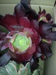 20130506_190242.jpg