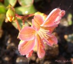 DSCN1322 BIS.jpg