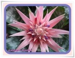 Aechmea fasciata.jpg