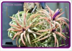 Tillandsia ionantha.jpg