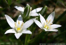 Fleurs.jpg