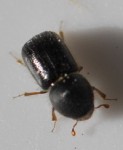 bestioles.jpg