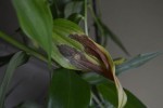 DSC_0109-3.jpg