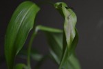 DSC_0118-3.jpg