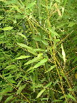 bambous verts