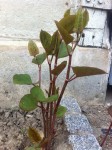 plante1.jpg