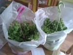 20130508_172950.jpg