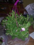 20130508_173030.jpg