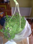 20130508_173048.jpg