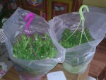 20130508_173009.jpg