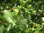 jardin-13.JPG