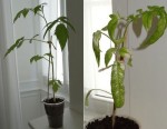 2plants.jpg