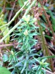 P1240879-1.JPG