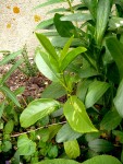 P1240880-1.JPG
