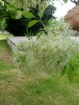 arbre1.jpg