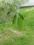 arbre2.jpg