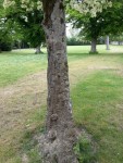 arbre3.jpg
