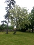 arbre4.jpg