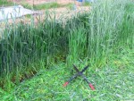 Couper_céréales_engrais-vert_9_mai_2013.JPG