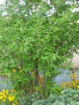 plante 002.JPG