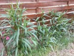 20130510_122438_resized.jpg