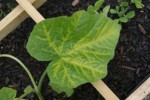 mon plan de courge...