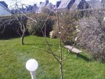 Prunier en fleurs.jpg