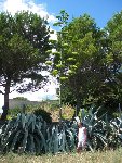 agave fleurs 1.JPG