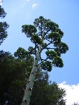 agave fleurs 2.JPG