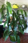 Dracanea fragrans1.jpg