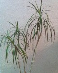 Yucca1.jpg