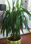 Yucca2.jpg
