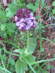 fleurs dordogne.gif