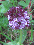 fleurs dordogne2.gif