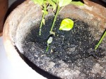 20130513_22218820.jpg