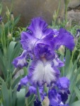 2013-05-09-164.jpg
