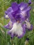 2013-05-09-165.jpg
