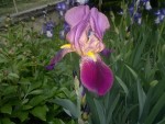 2013-05-13-167.jpg