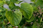Hydrangea petiolaris.JPG