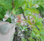 maladie3.gif