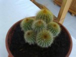 cactus 055[1].JPG