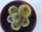 cactus 056.jpg