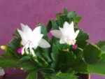 cactus 054.jpg
