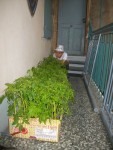 90plants 15 05 2013.jpg