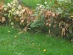 Photo 003.jpg