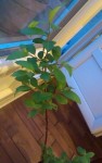Détail branche