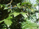 jardin 002.JPG